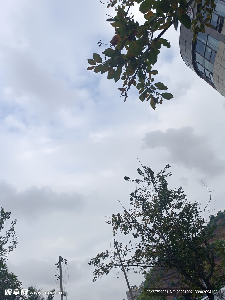 阴天时的树木与建筑物
