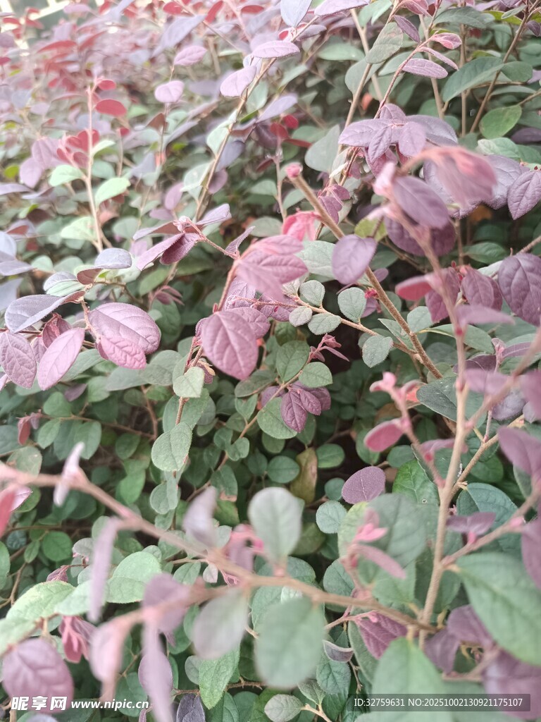 紫叶植物特写
