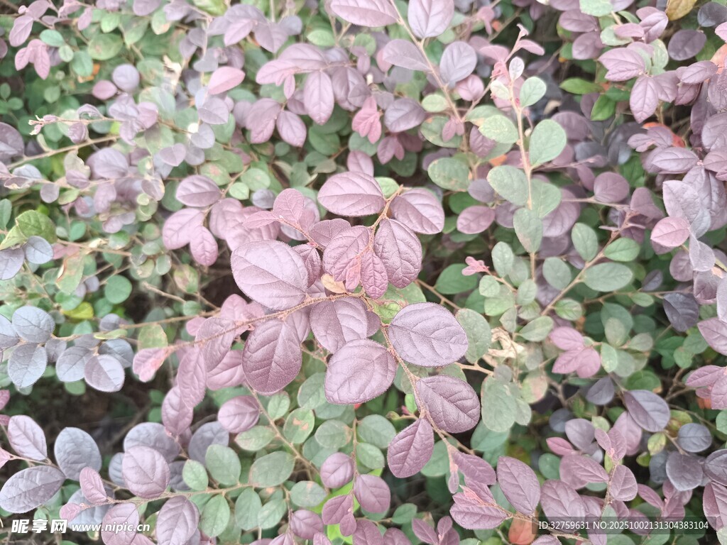 粉色系多彩植物景观