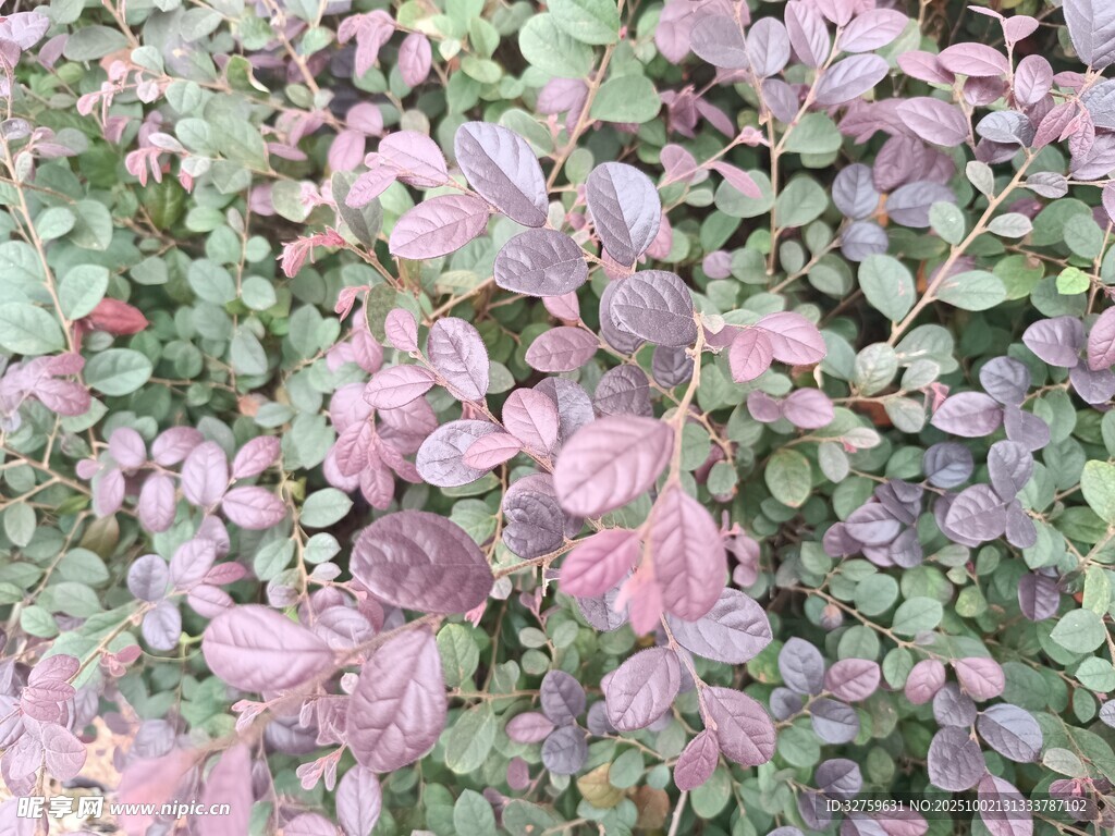 紫叶植物景观