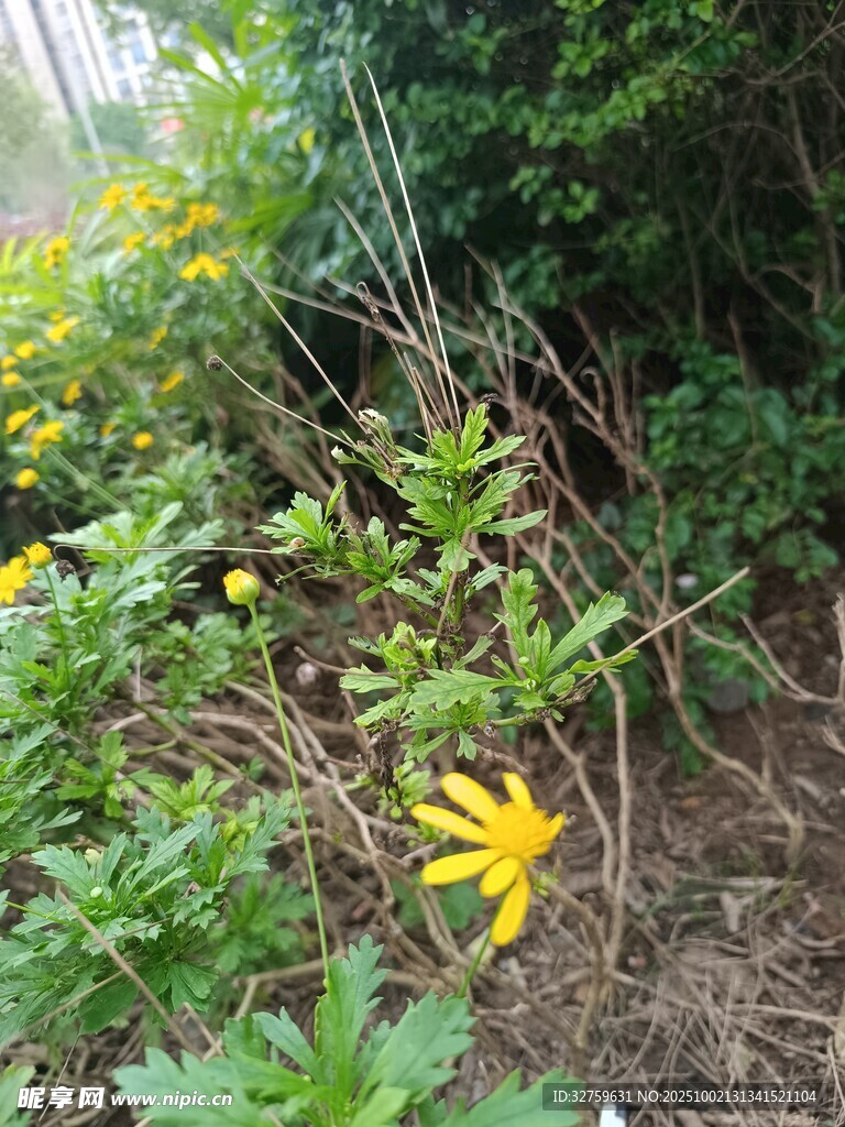 林间绽放的黄色小花