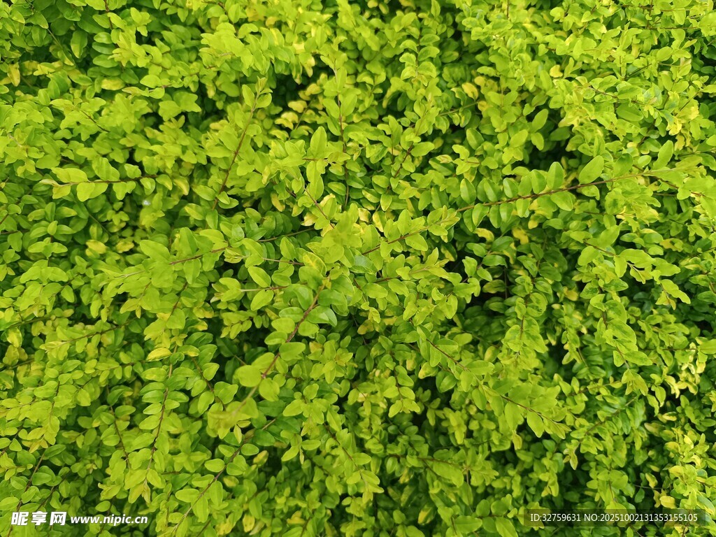 翠绿繁茂的绿植背景图