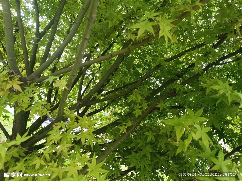 翠绿树枝与繁茂树叶
