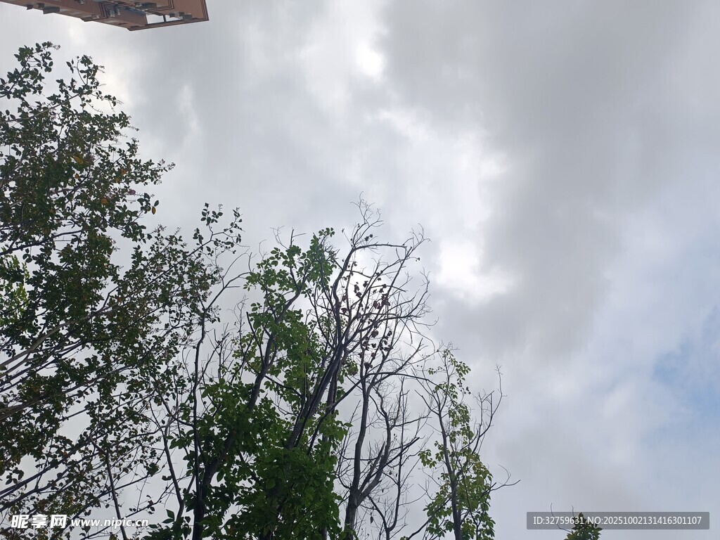 天空下的繁茂绿树