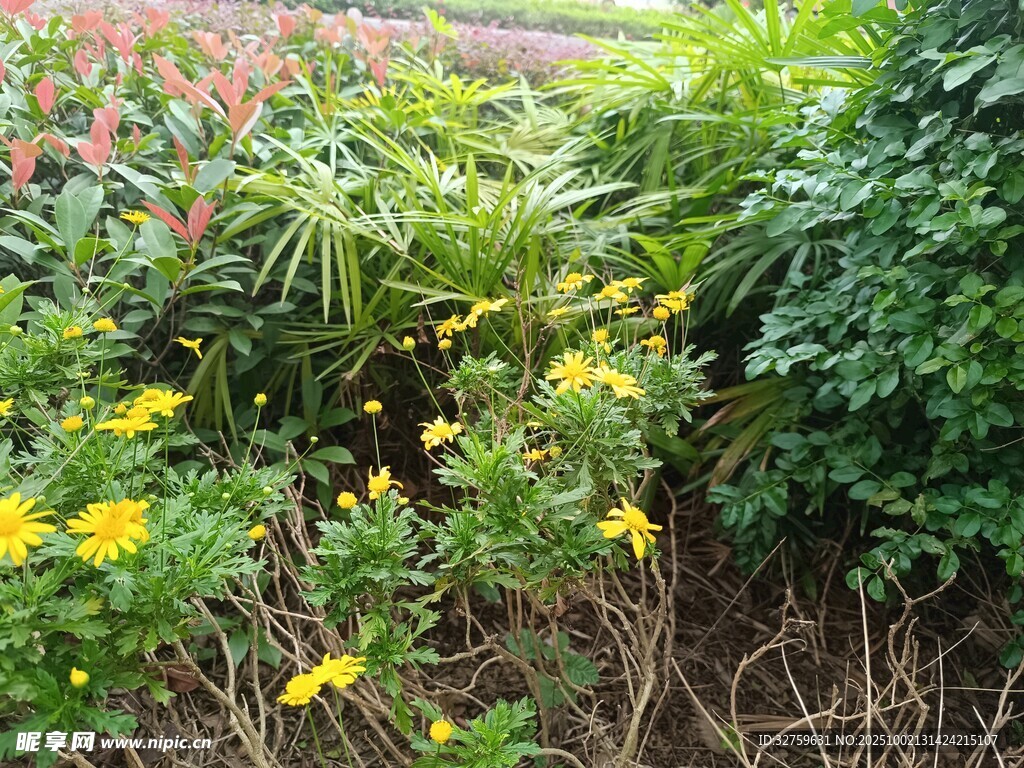 花丛中的黄色小花