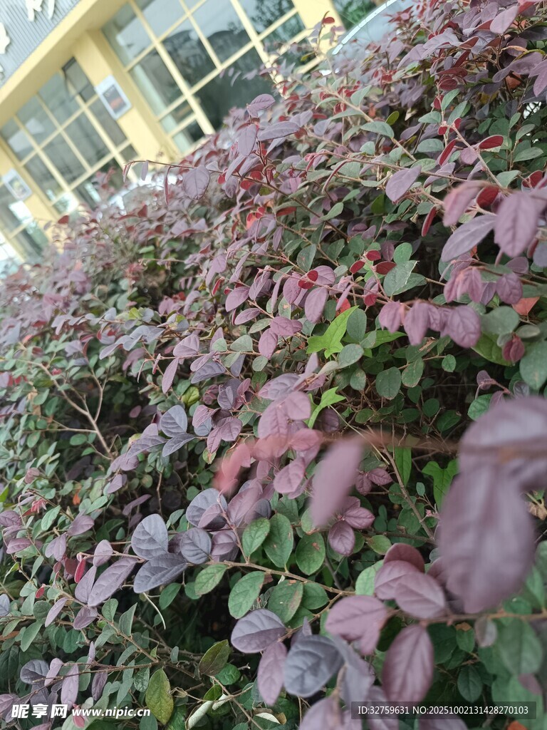 紫叶植物景观