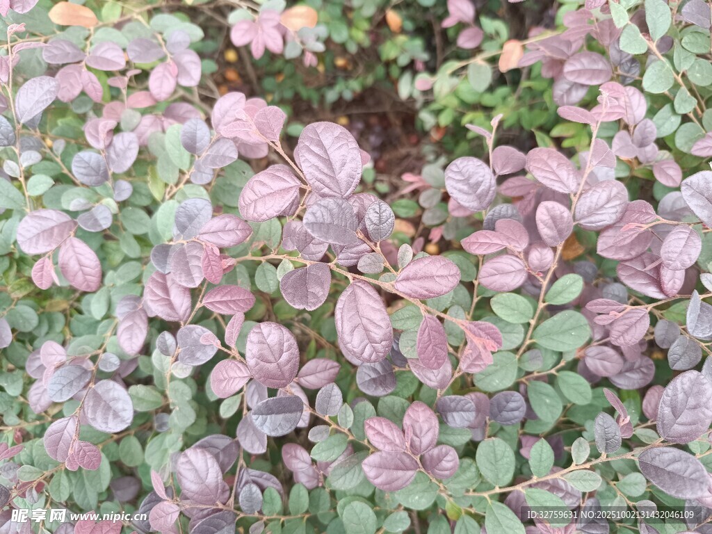 粉色多肉植物特写
