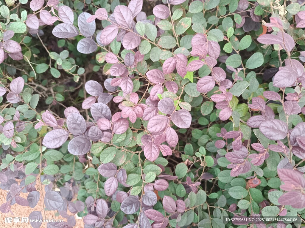 紫叶酢浆草植物特写