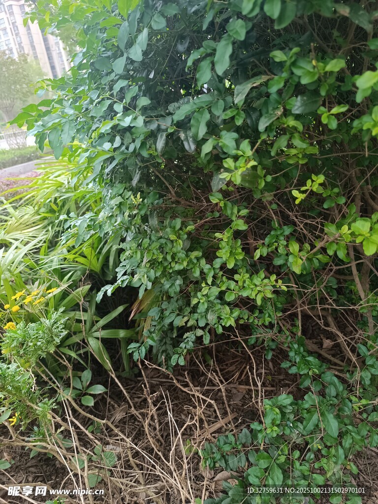 繁茂绿植 