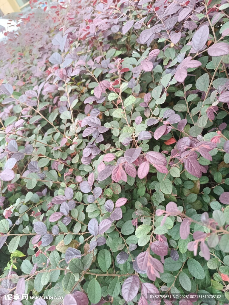 紫叶植物景观