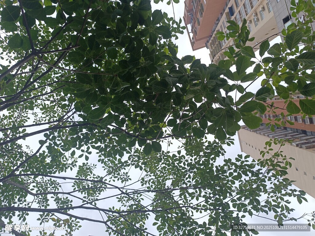 仰视绿树与建筑一角