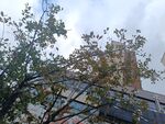 城市中树木与建筑的景象