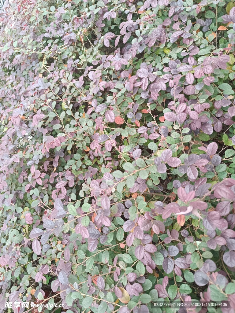 粉色与绿色交织的植物景观