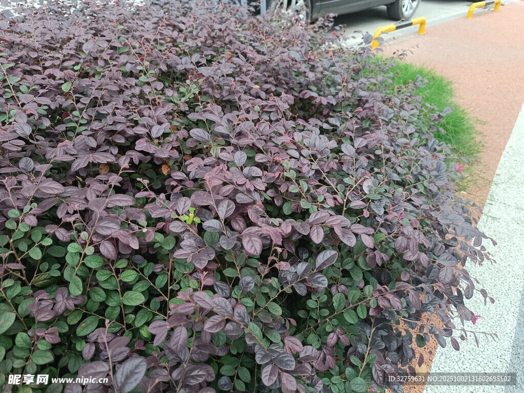 紫叶灌木景观