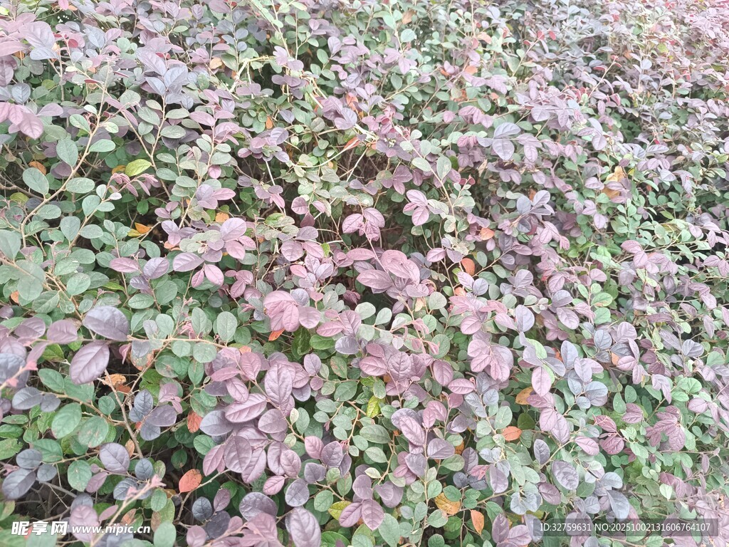 多彩植物墙景观