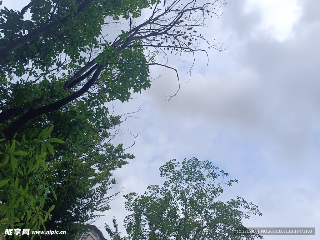 天空下的繁茂与枯败之景