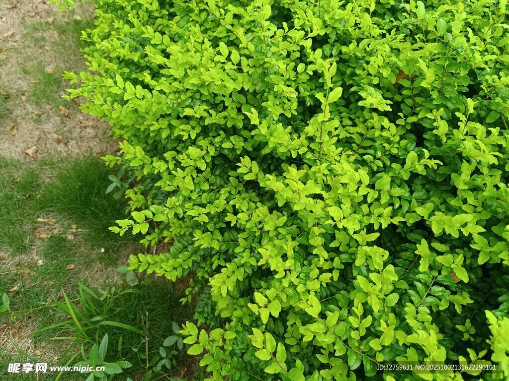翠绿灌木近景