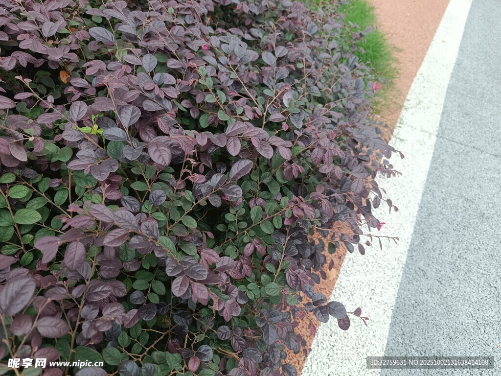 路边紫叶植物景观