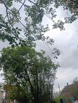 绿树掩映下的天空景象