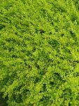 翠绿繁茂的植物景观