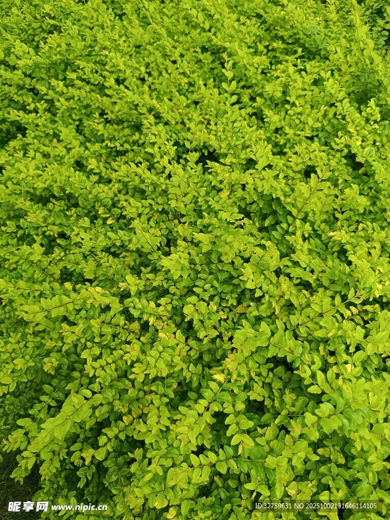 翠绿繁茂的植物景观