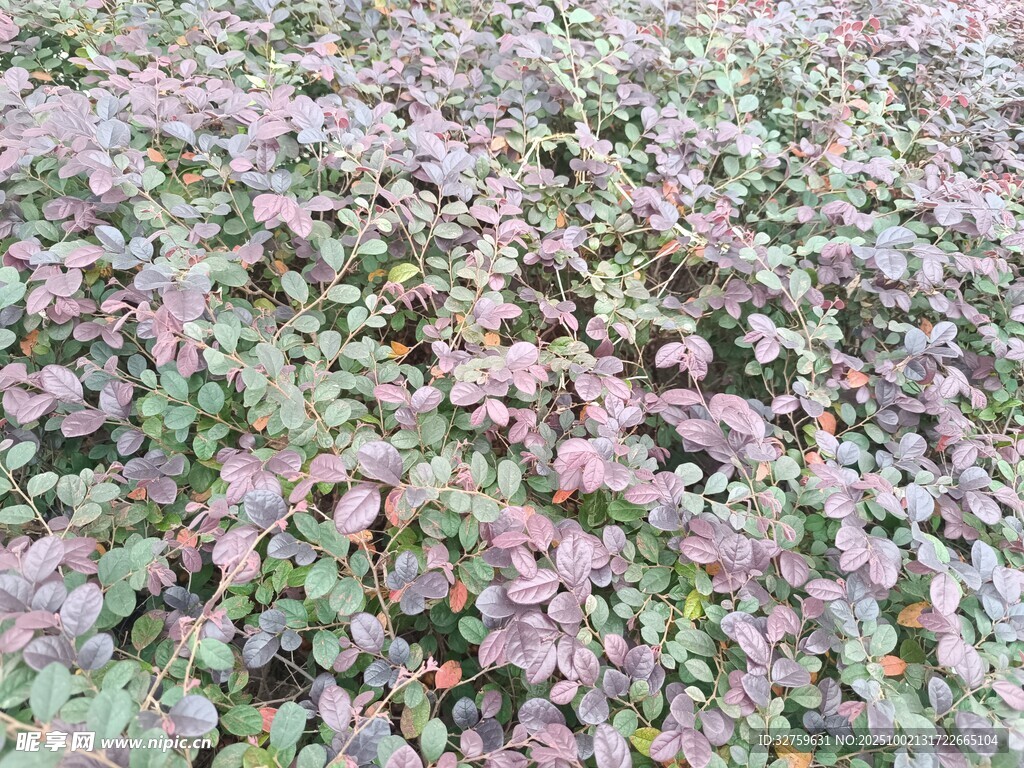 紫色与绿色交织的植物景观