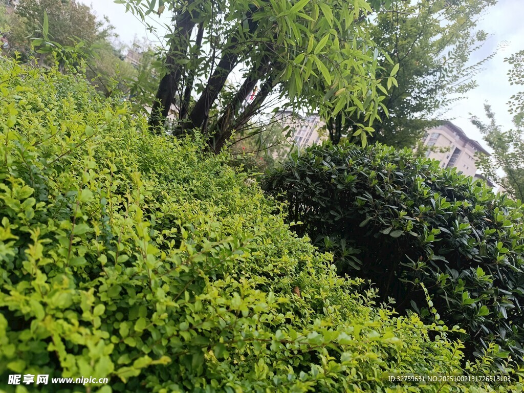 绿意盎然的户外灌木丛