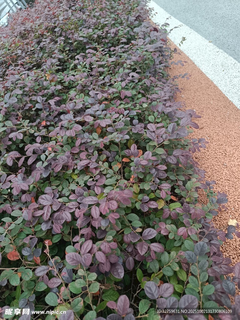 紫色植物景观
