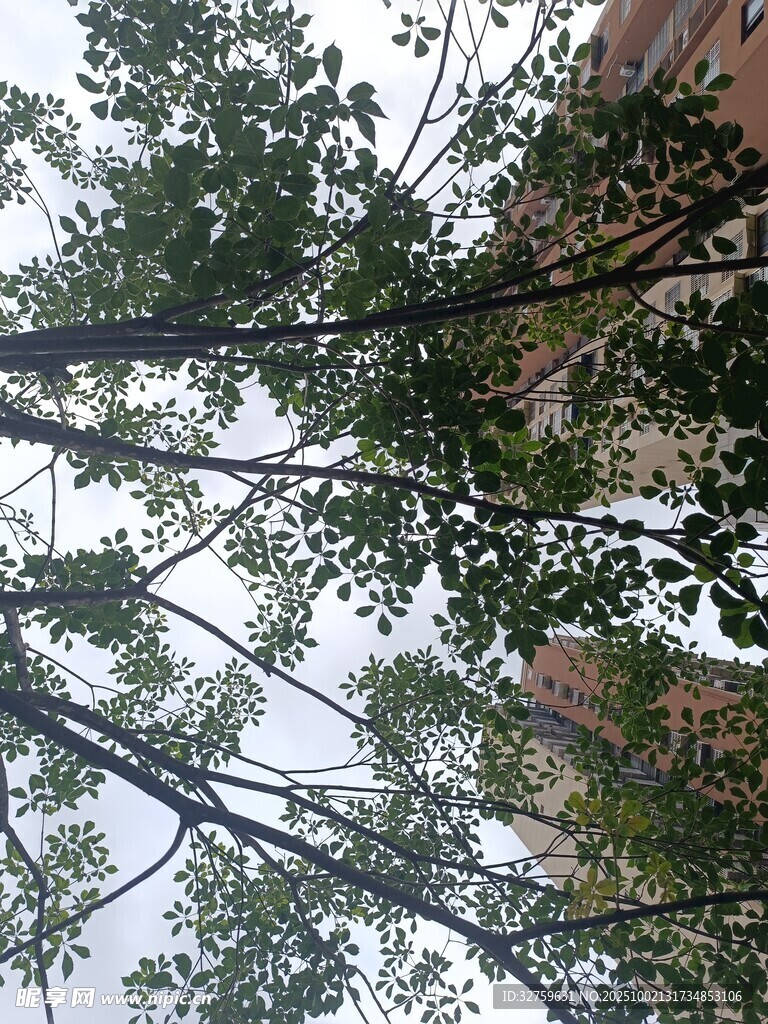 仰视视角下的繁茂绿树