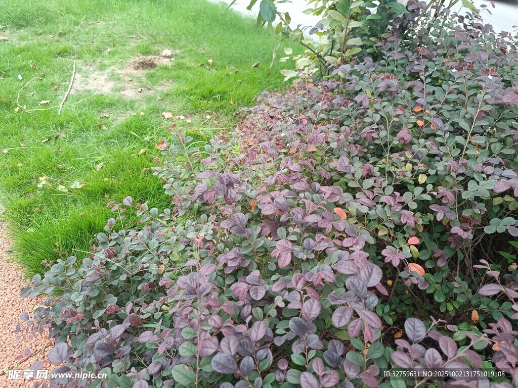 路边紫叶植物景观