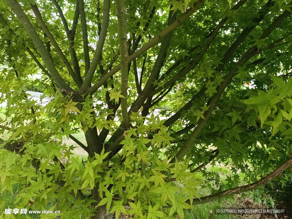 繁茂绿树展现盎然生机