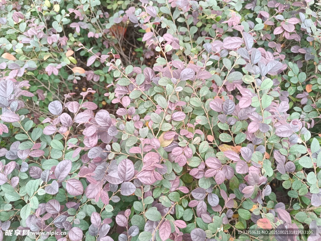 粉色与绿色交织的植物景观