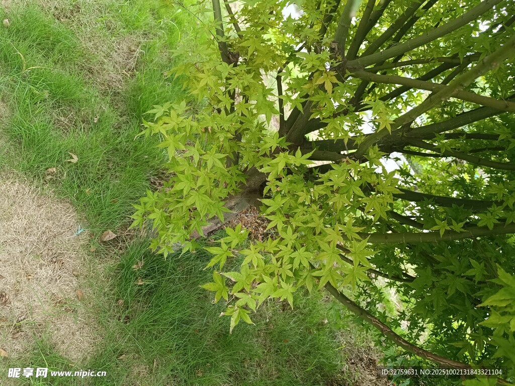 俯瞰绿树与草地