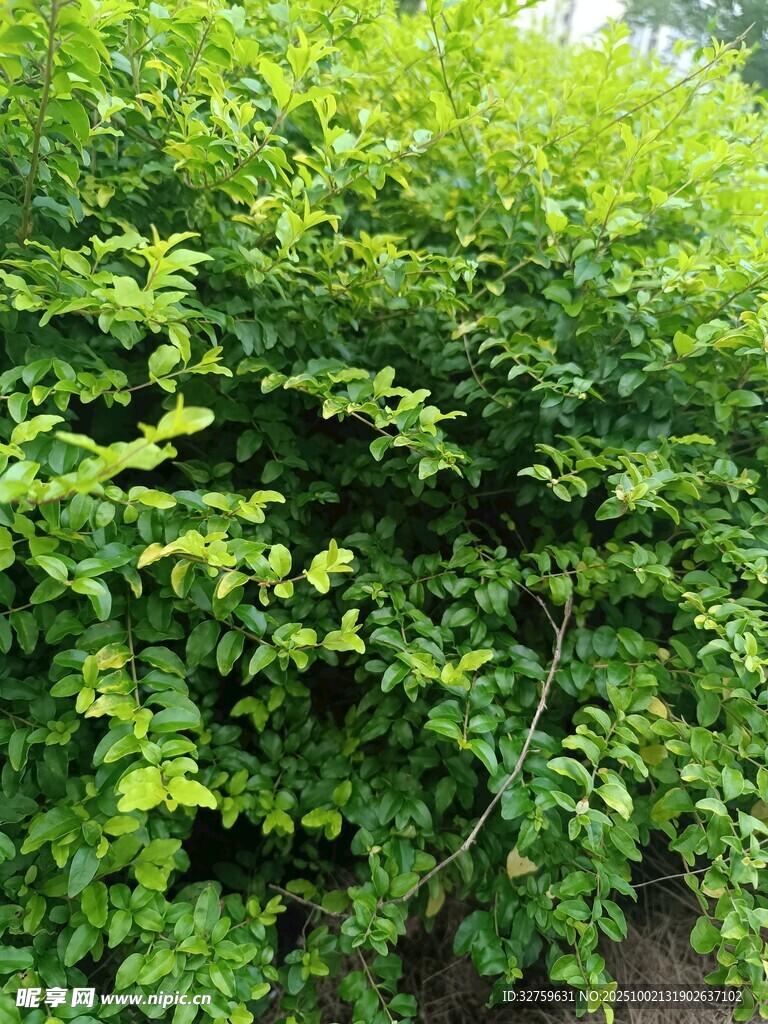 翠绿繁茂的藤蔓植物