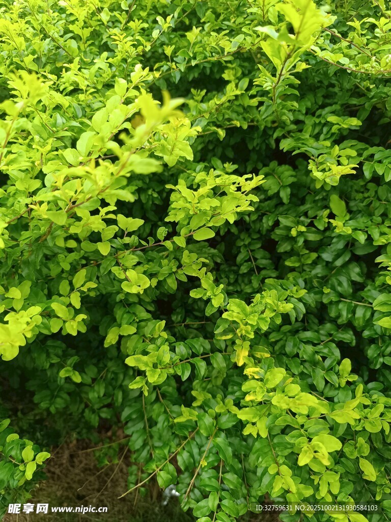 翠绿繁茂的灌木植物