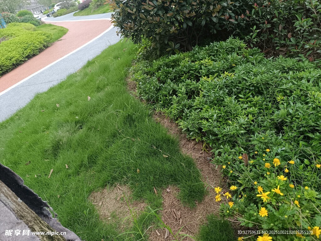 路边绿植与绽放的小黄花