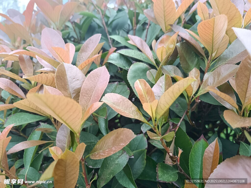金黄叶片的绿植特写