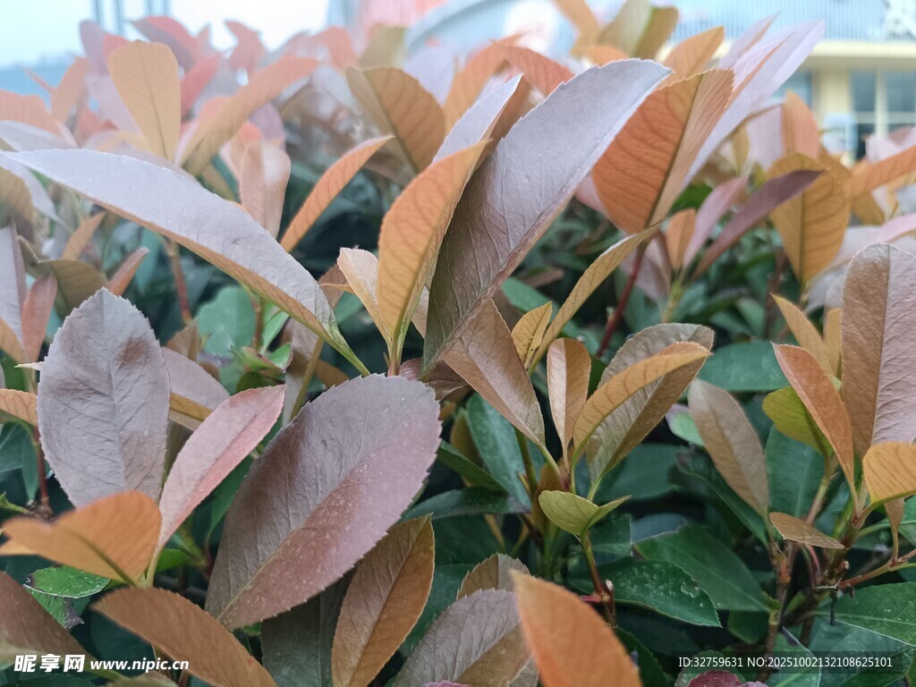 红叶灌木特写