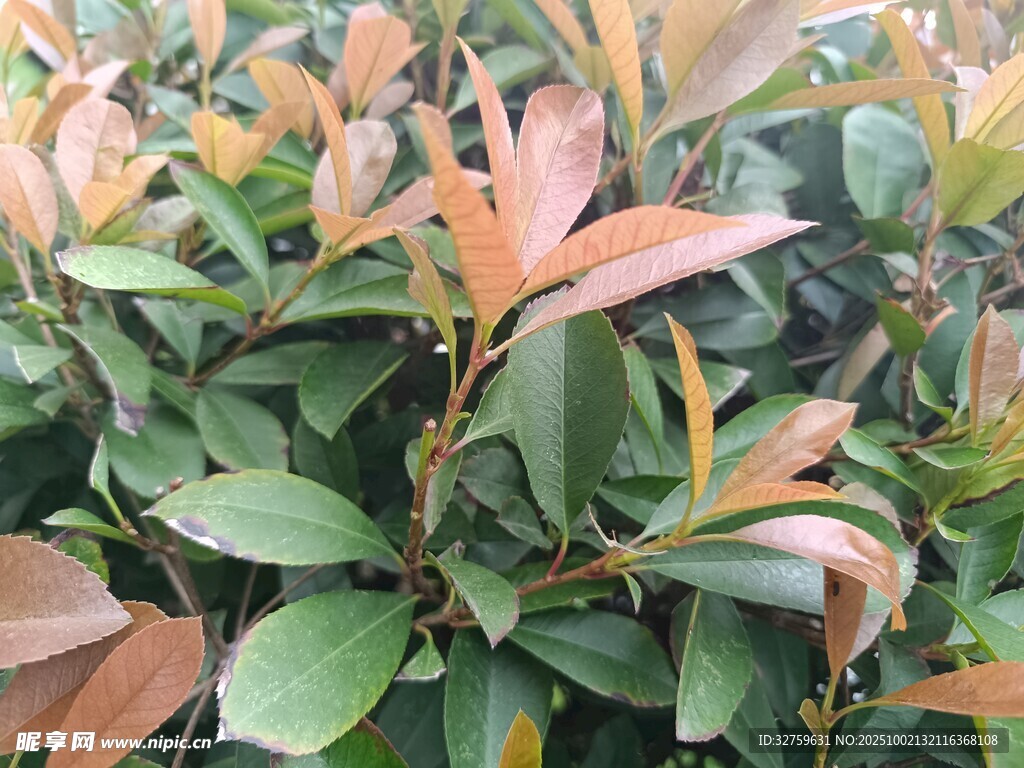 彩叶植物特写