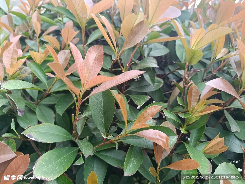 多彩叶片的茂密植物