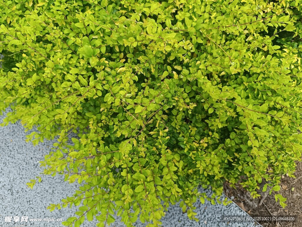 翠绿繁茂的枝叶景观