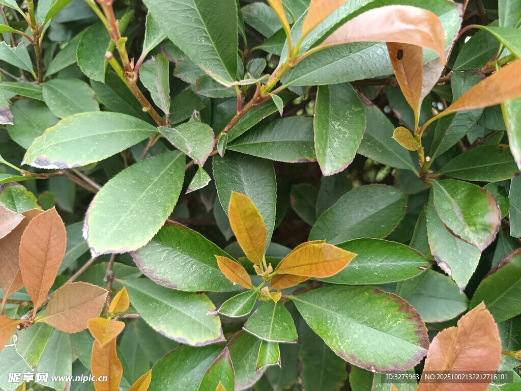 绿叶与变色叶片特写