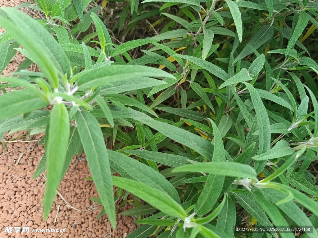 绿叶植物特写