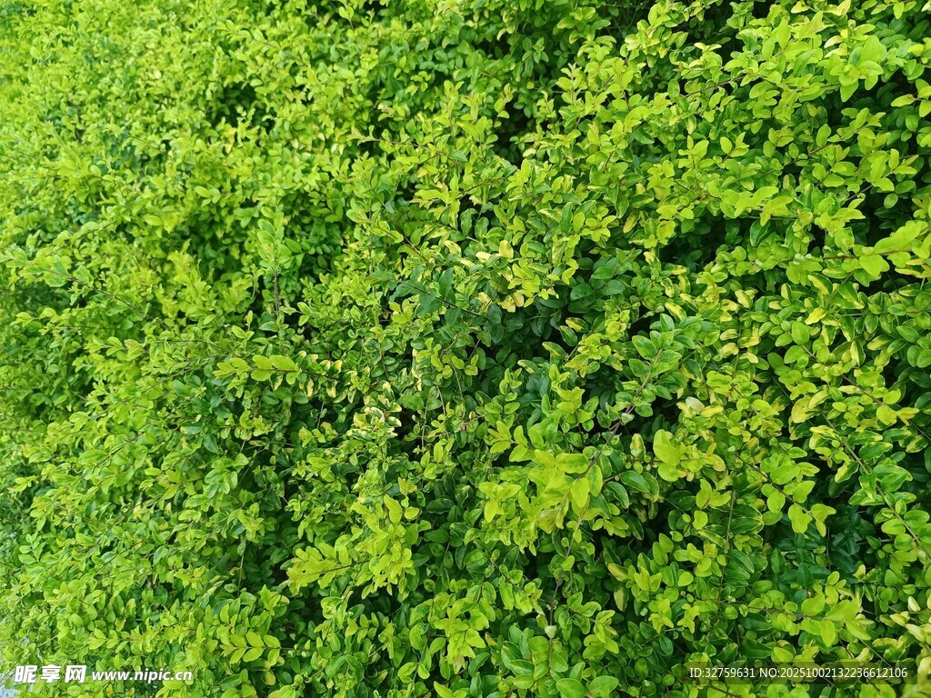 翠绿繁茂的绿植背景图