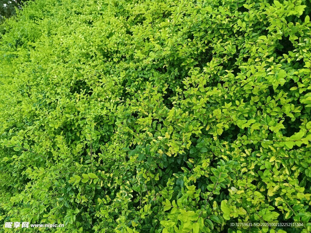 翠绿繁茂的绿植景观