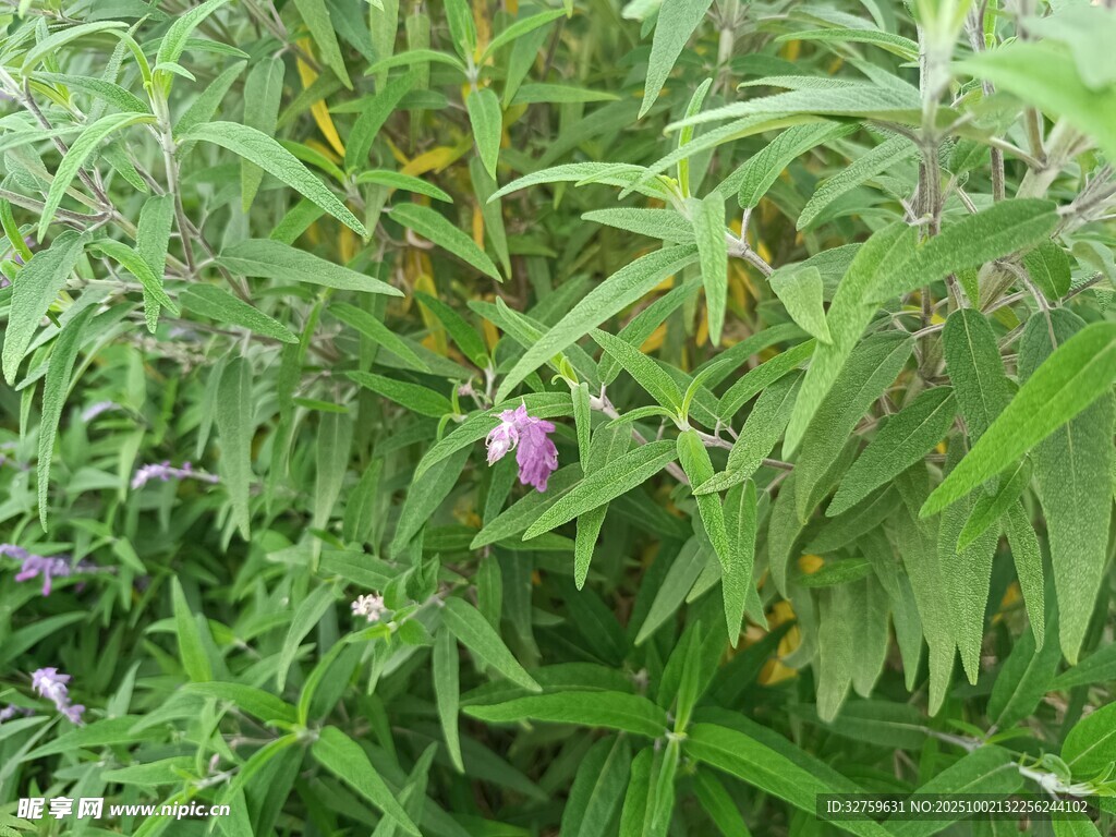 绿叶丛中的紫色小花