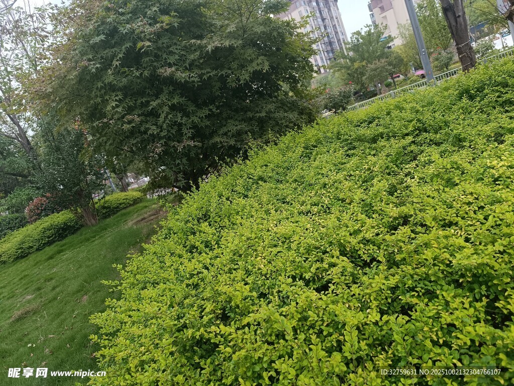 绿意盎然的户外灌木丛