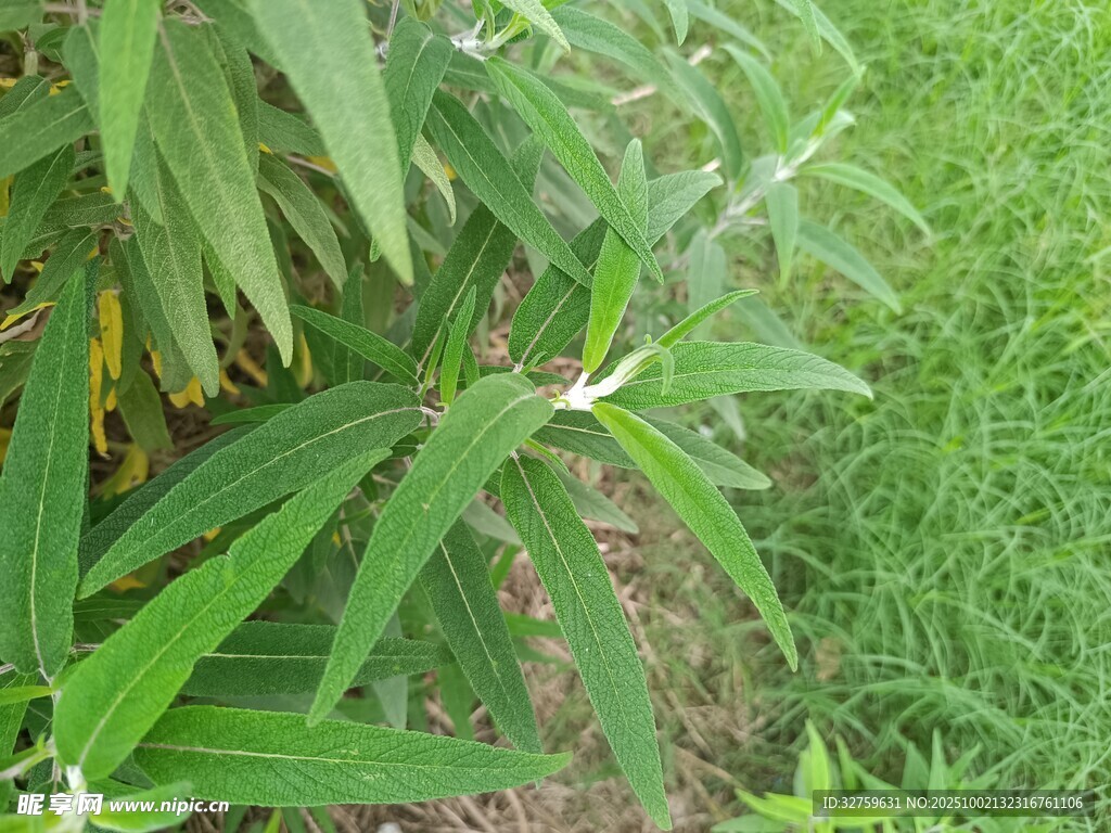 绿叶丛中的白色小花