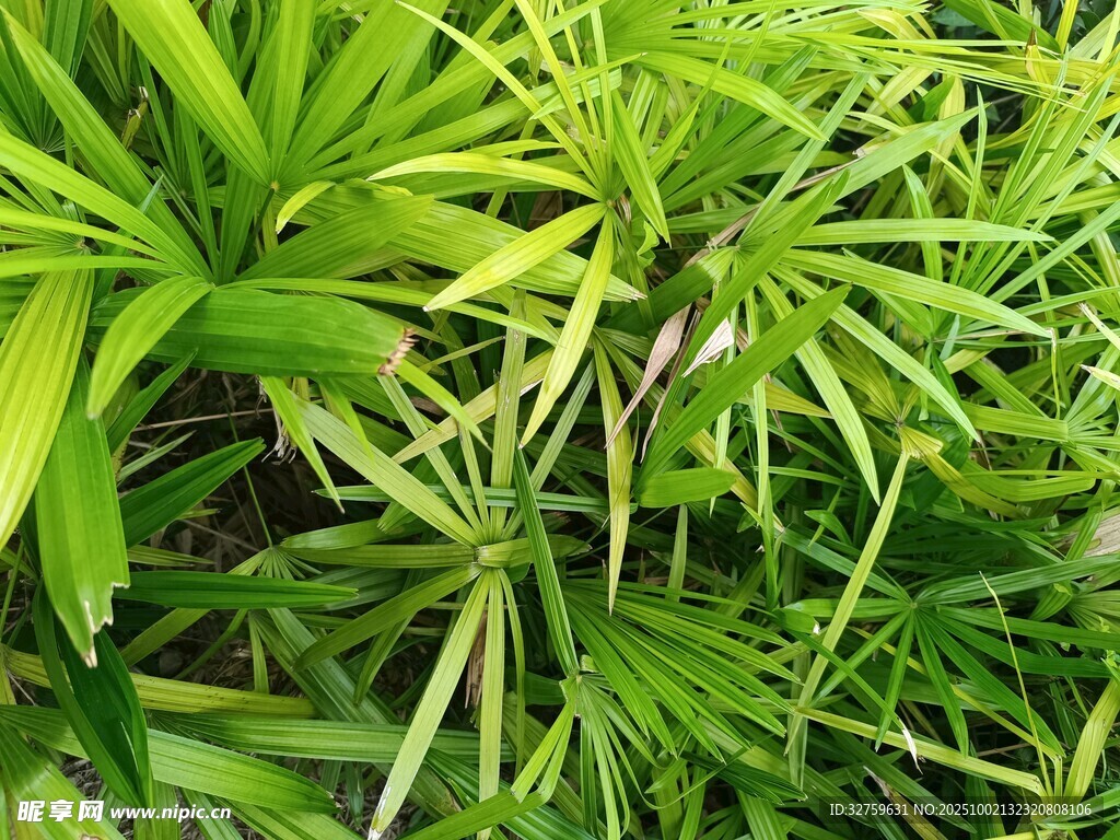 翠绿繁茂的丛生植物