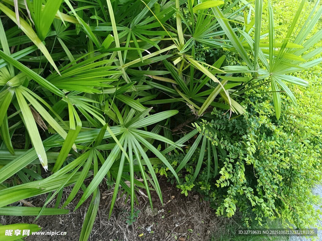 繁茂绿植景观